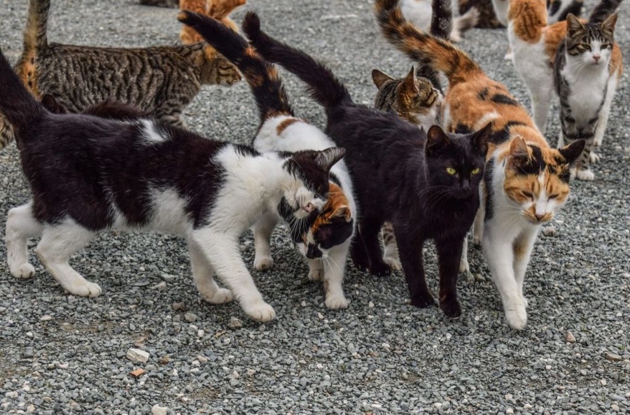 Reubicación de gatos