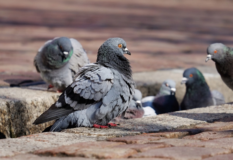 Reubicación de aves y palomas
