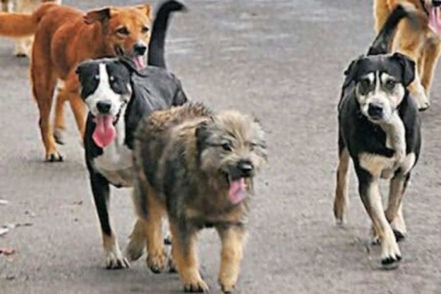Reubicación de perros