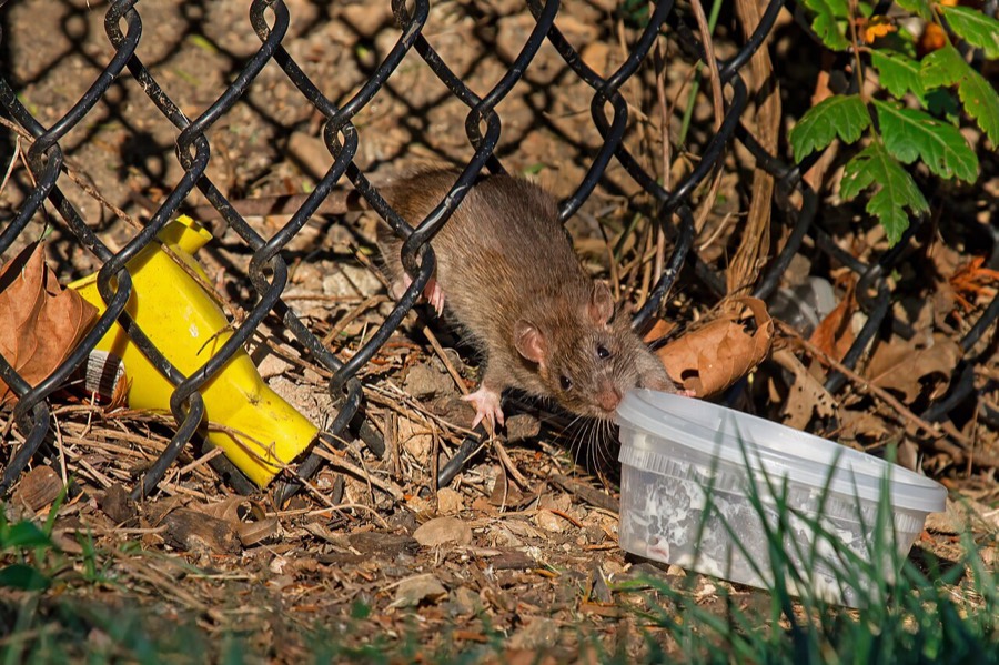 Control de ratas y ratones Rios Garden
